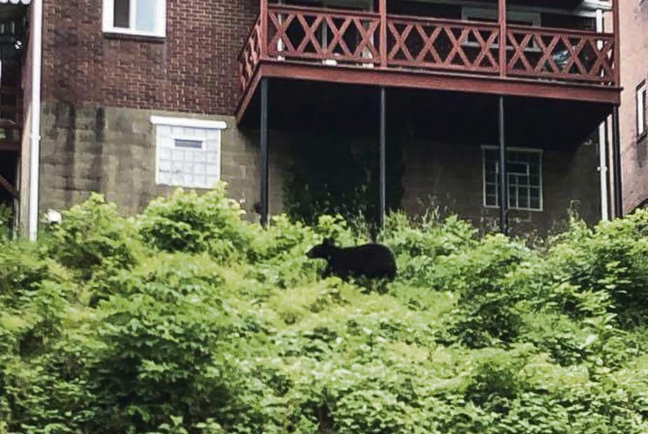 ptrbear061418