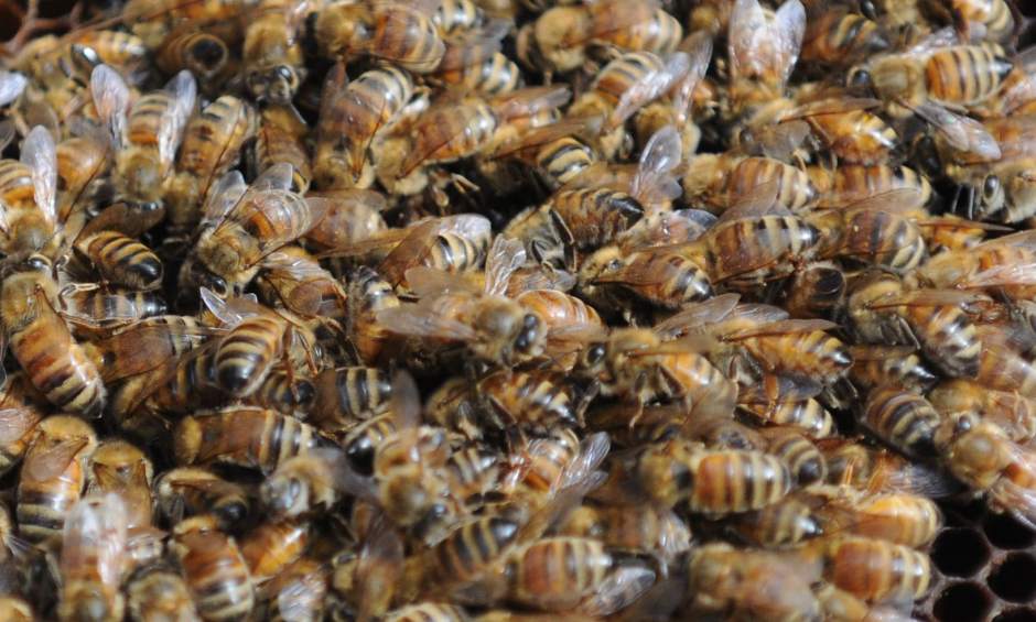 ptrbees2091513