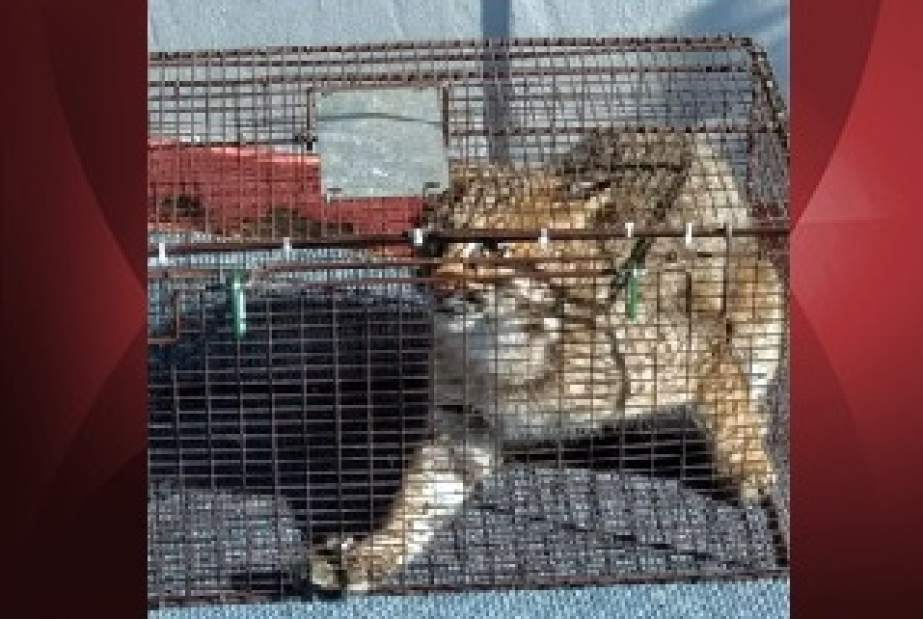 ptrboatbobcat02031918