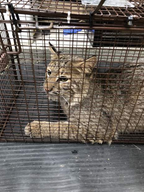 ptrbobcatfolo03032018