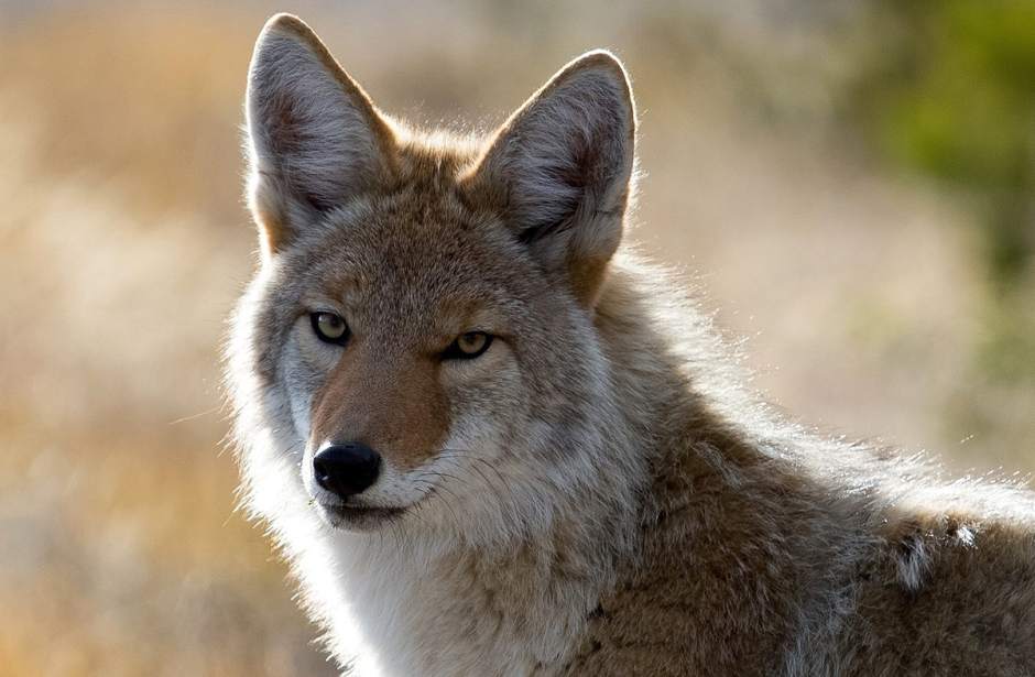ptrcoyote032118