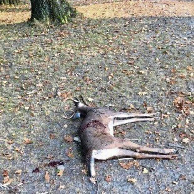 ptrdeaddeer092817