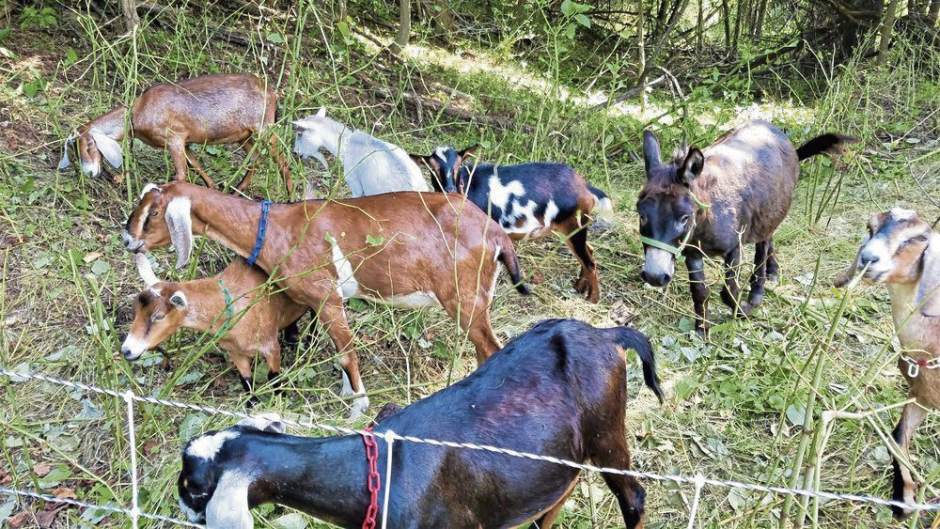 ptrdonkeyride01081217