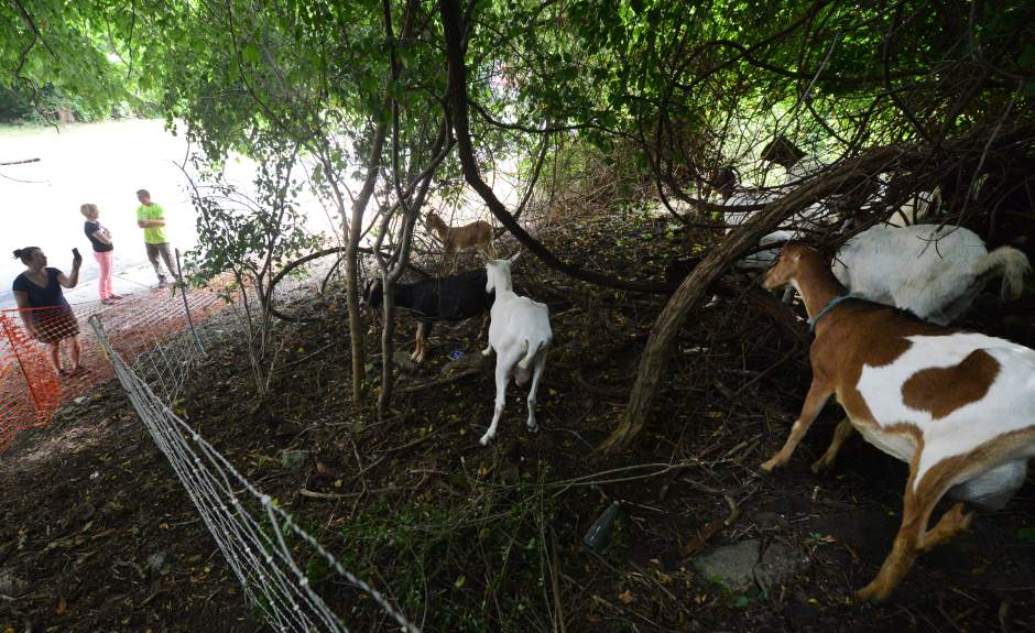ptrgoats1070914