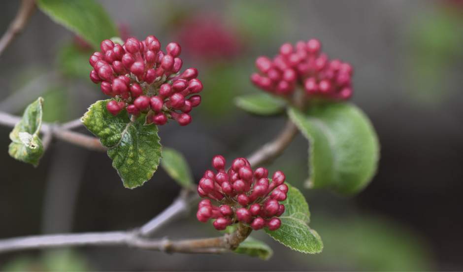 ptrlivarboretums13041516