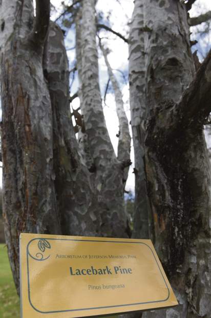 ptrlivarboretums2041516