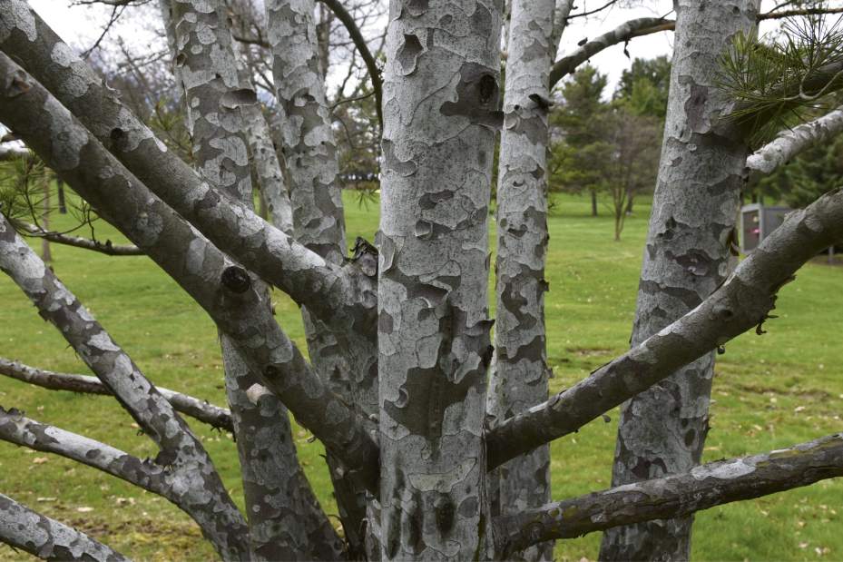 ptrlivarboretums3041516