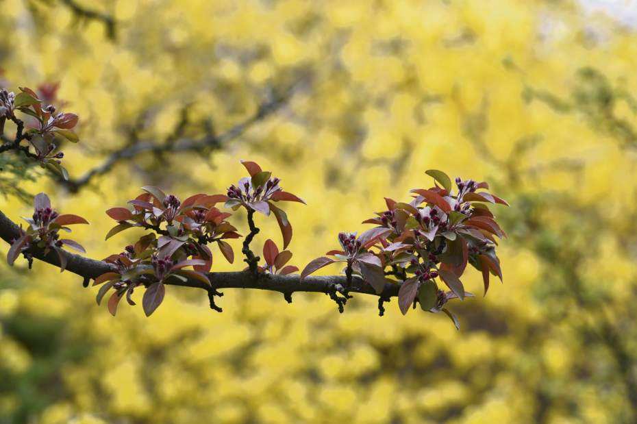 ptrlivarboretums7041516