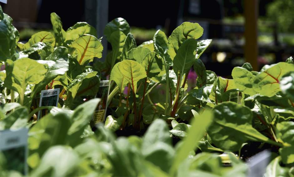 ptrlivextend8072916 ptrlivextend8072916