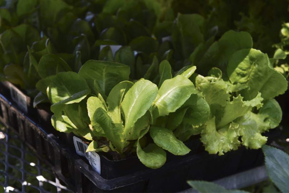 ptrlivextend9072916 ptrlivextend9072916