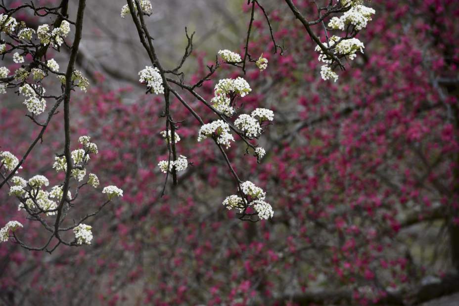 ptrlivpleasant5041516