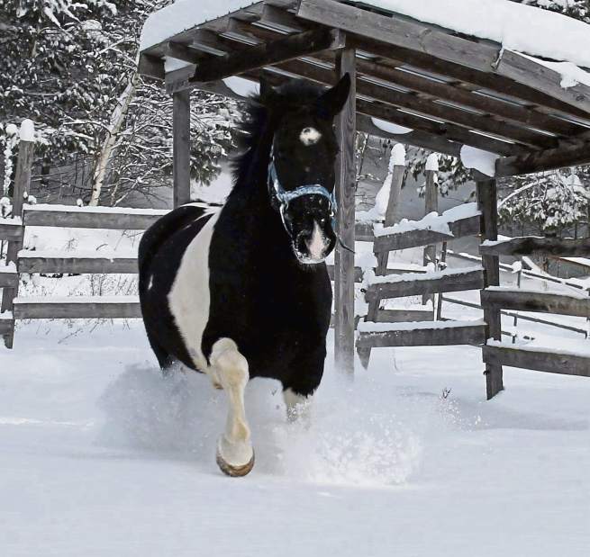 ptrpolicehorse022818