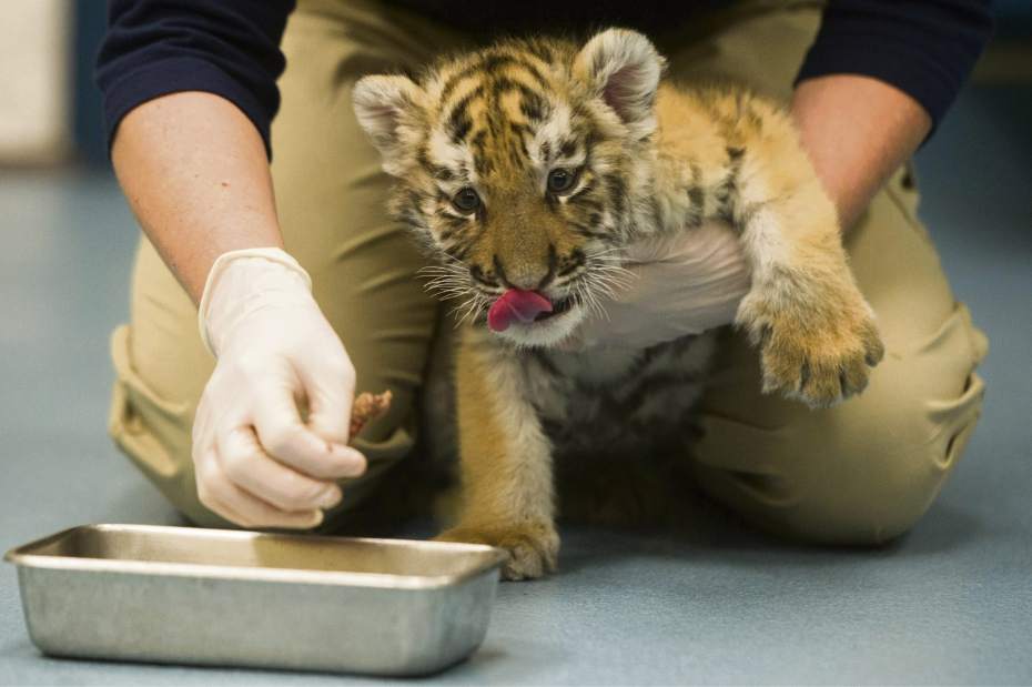 ptrtigercubs01112917