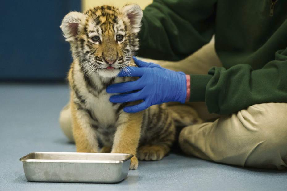 ptrtigercubs03112917