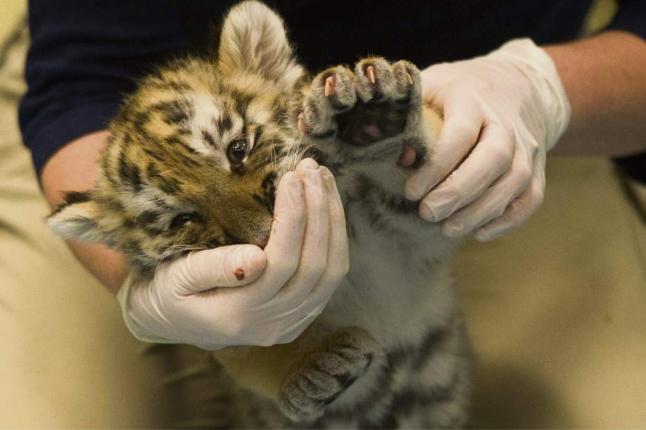 ptrtigercubs04112917