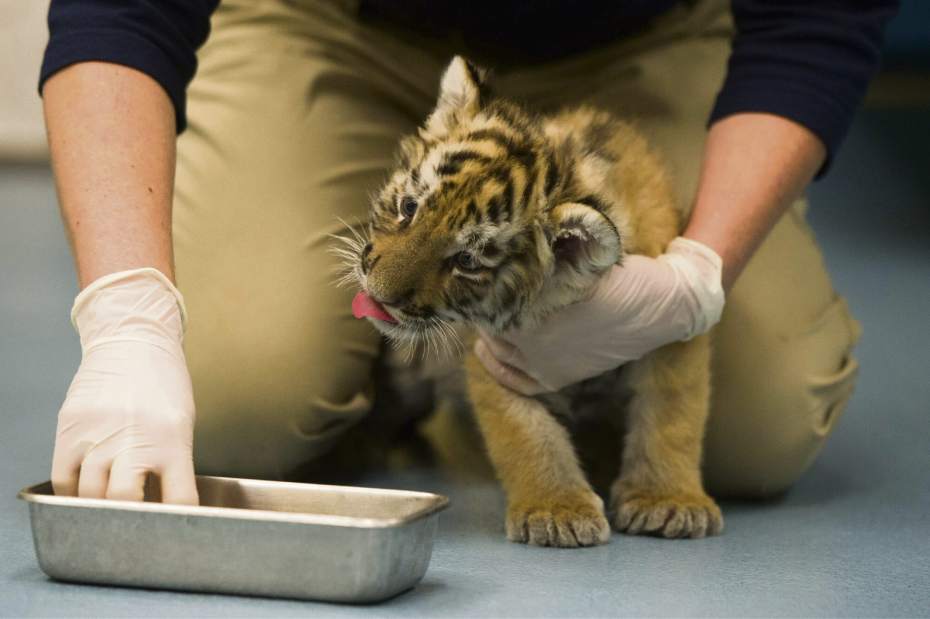 ptrtigercubs05112917