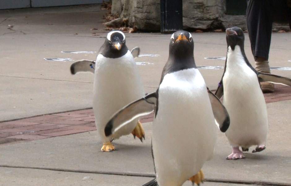 ptrtkZooPenguins2021215