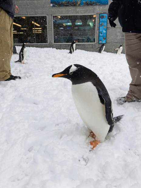 ptrzoosnowday2032118