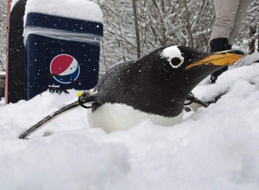 ptrzoosnowday3032118