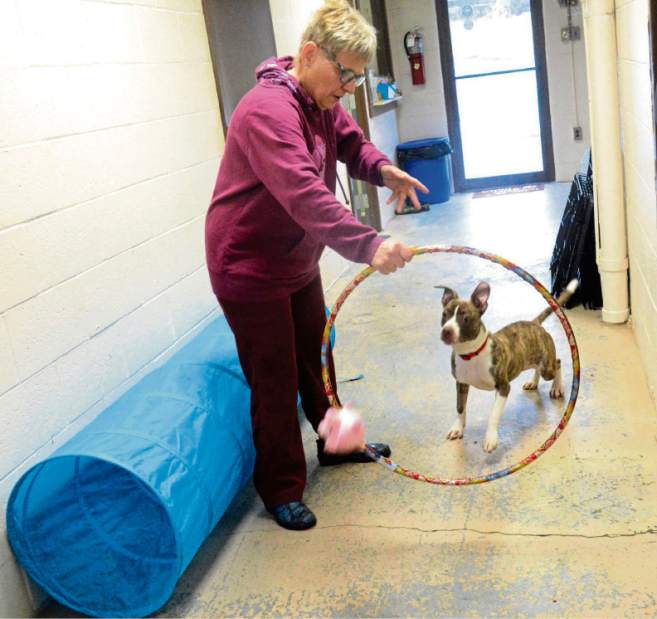 teanimalshelter11030118