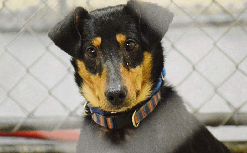 teanimalshelter2030118