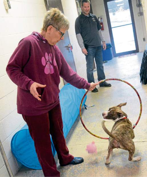 teanimalshelter8030118