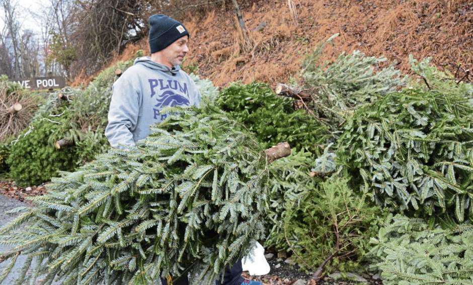 tepallotreerecycle1011217