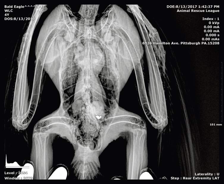 vndKisEagleUpdate2081717 vndKisEagleUpdate2081717