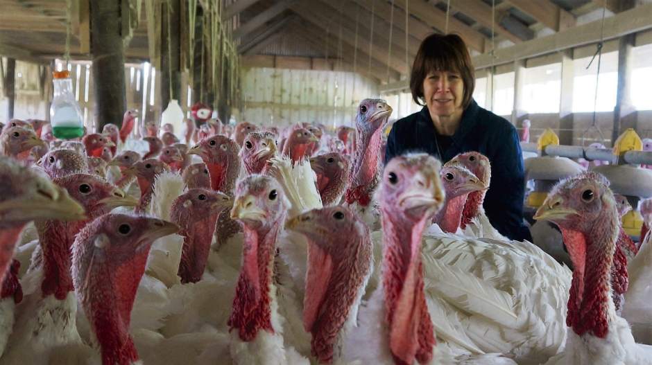 vndLIVpoundsturkey1111416