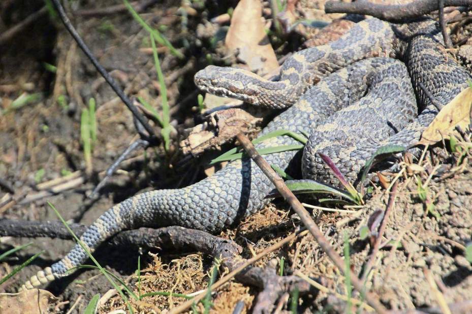 vndbutlerRattlers052218