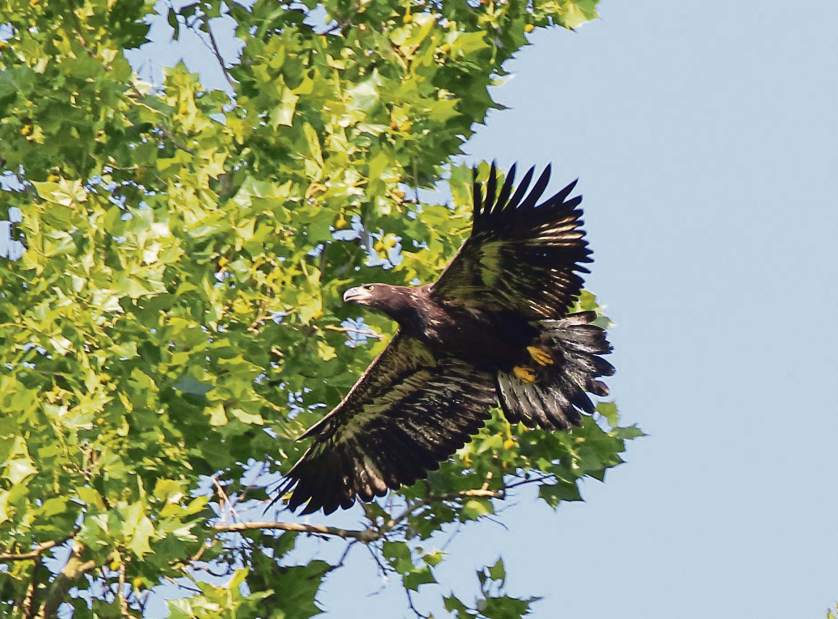 vndeaglefledge061617