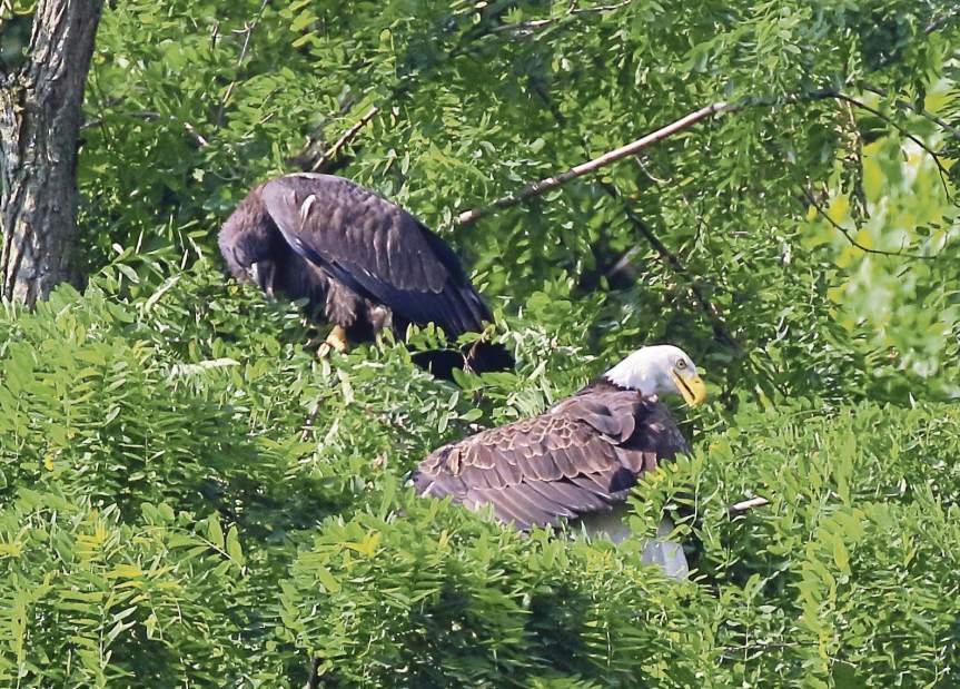 vndeaglefledge2061617