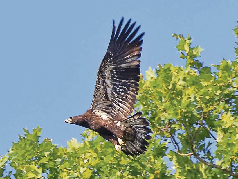 vndeaglefledge3061617