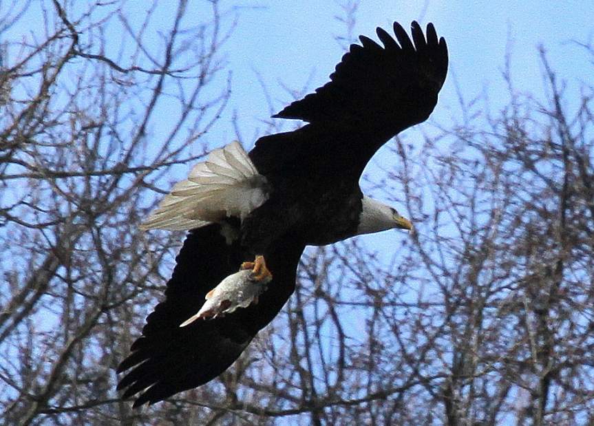 vndeaglesfourth2070413