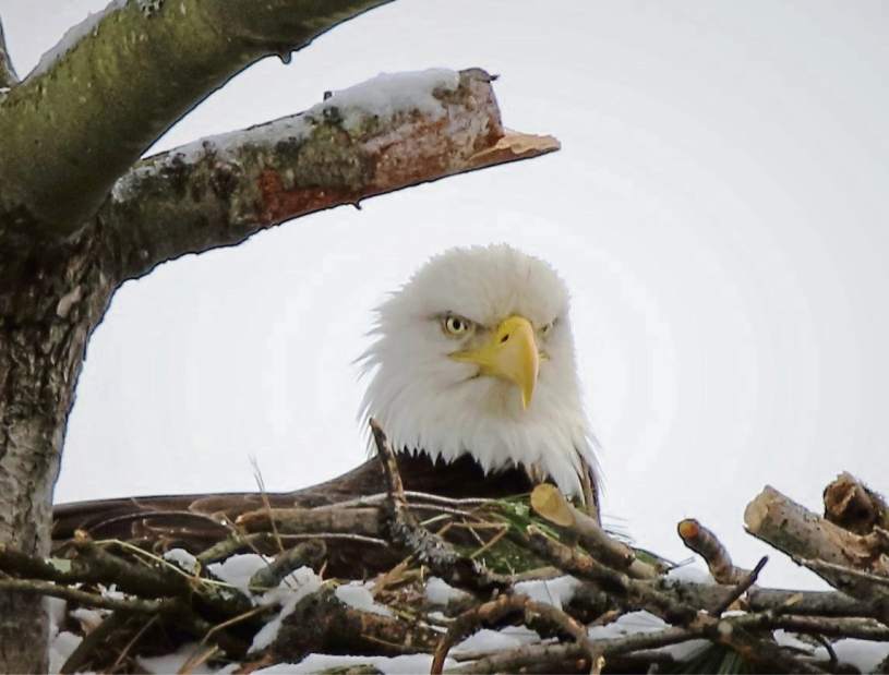 vndeagleslead3102717 vndeagleslead3102717