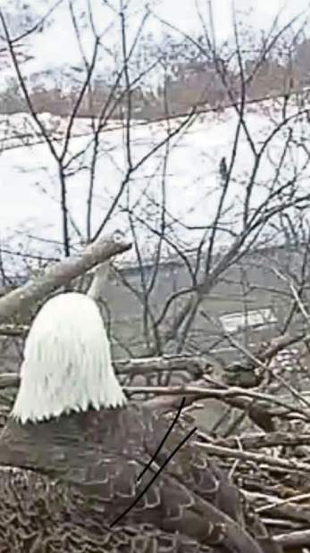 vndharmarNest030218 vndharmarNest030218