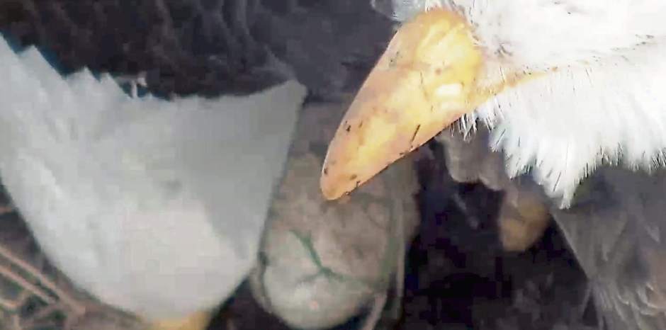 vndhaysegg1021218Eagle