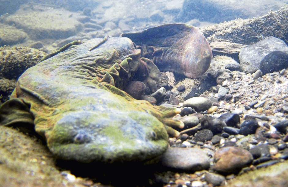 vndhellbender050418