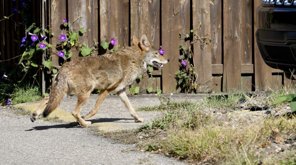 vndlocoyote1001174