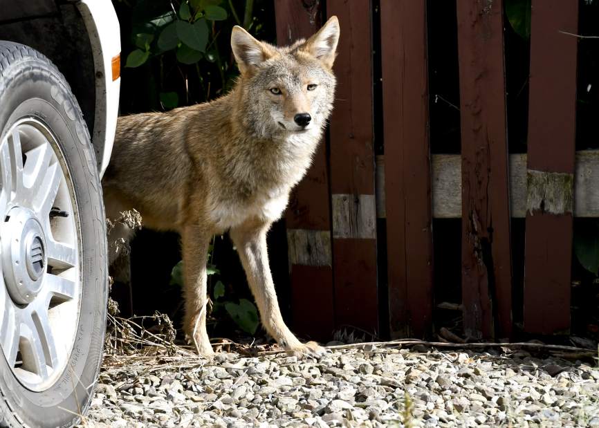 vndlocoyote1001175