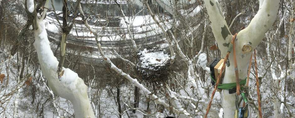 vndneweaglecam1216177