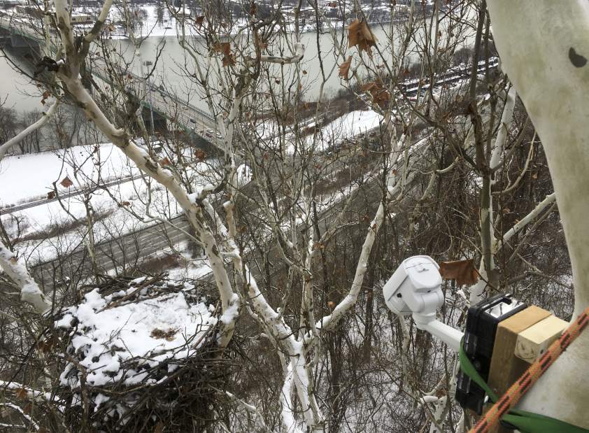 vndneweaglecam1216179