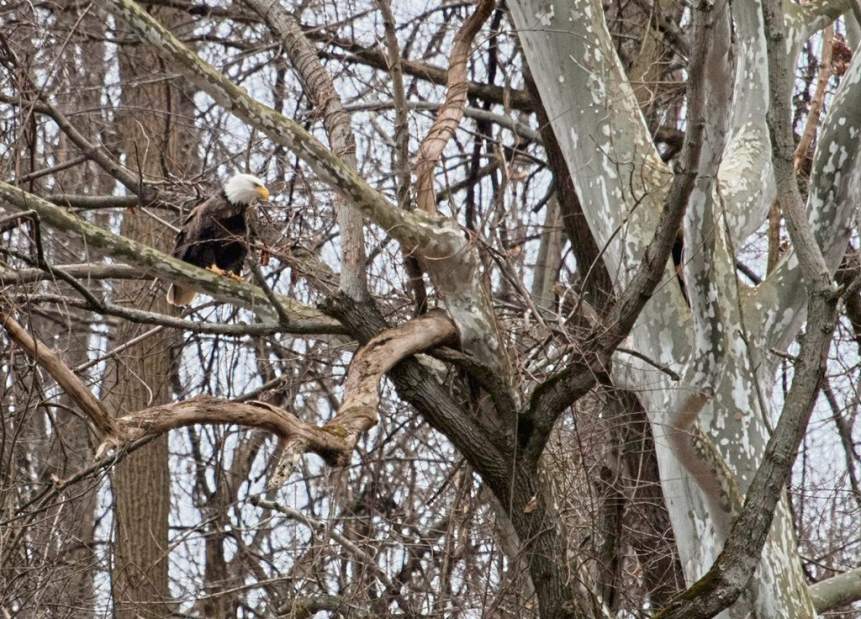 vndnewhaysnest2021617