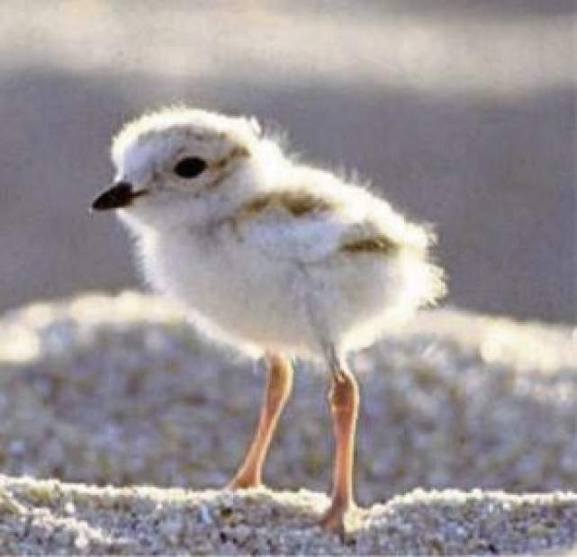 vndpipingPlover1073117