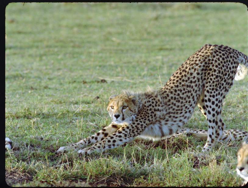 vndtkhtAnimalopolis010214