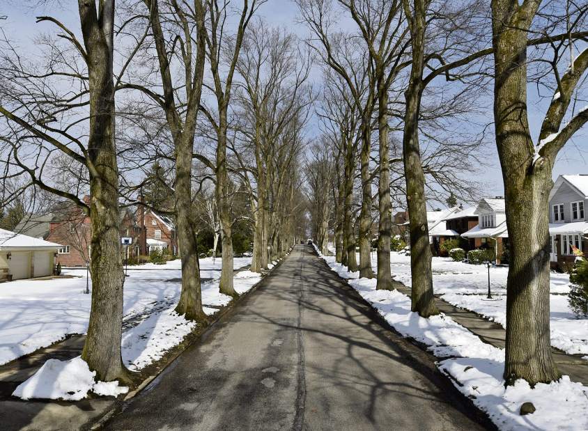 vndtreedisease032418