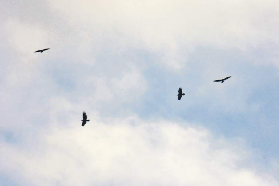 vndwintereagles2012917