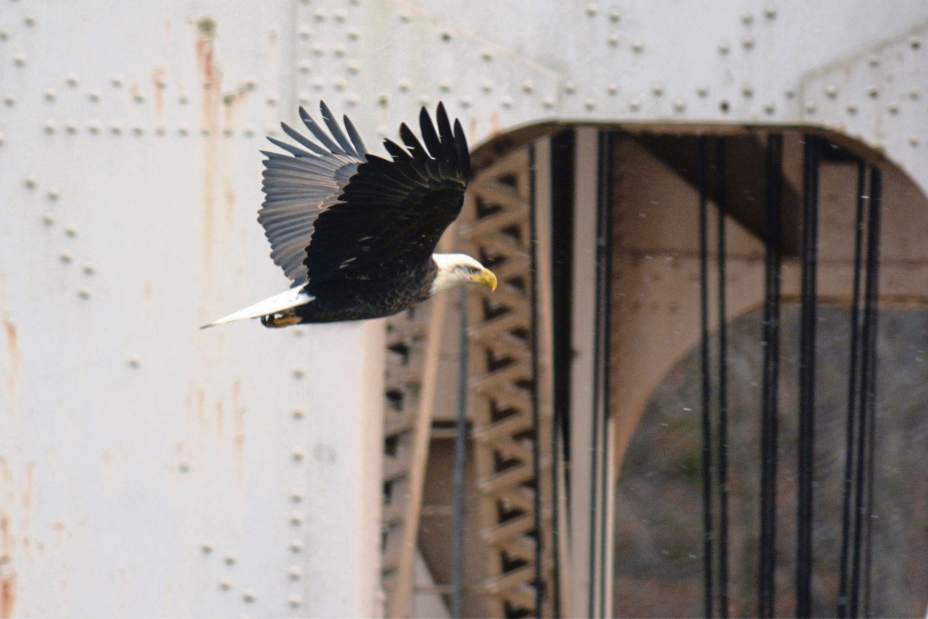 vndwintereagles3012917