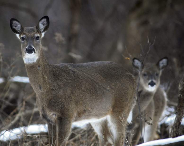 Deadly Deer Virus Detected In Pennsylvania As Game Commission Seeks Public Help - a9osizv