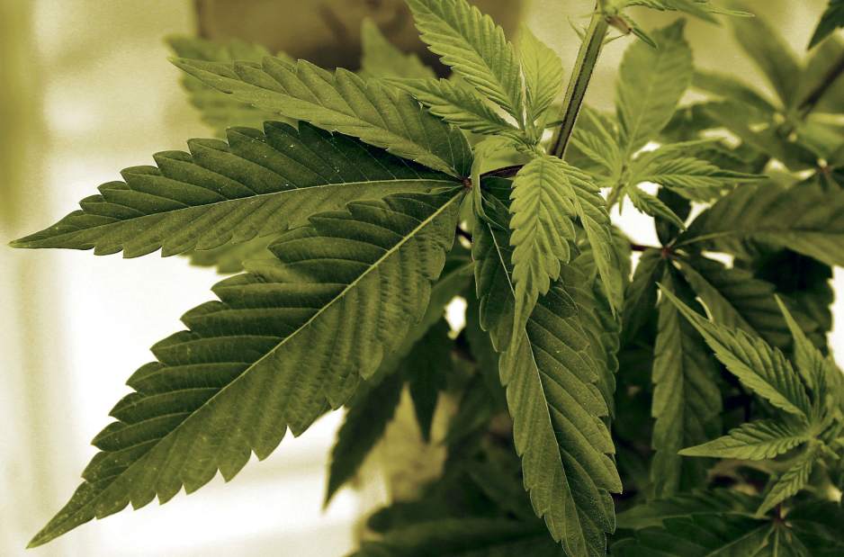 webmarijuana2